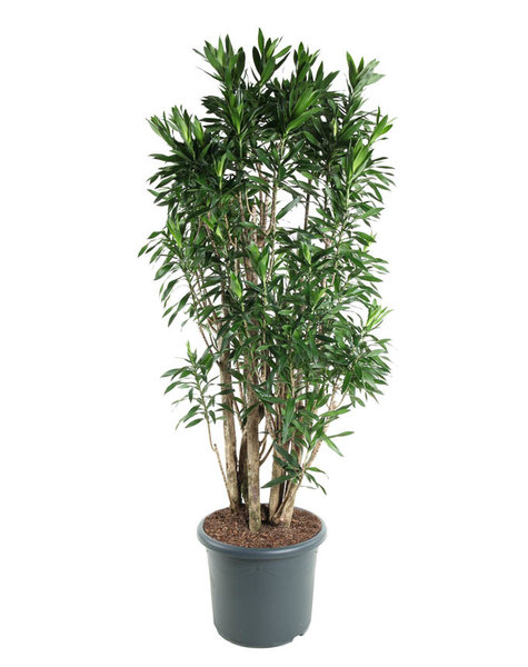Dracaena