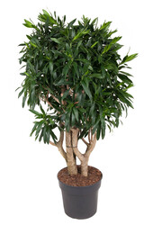 Dracaena Reflexa XL