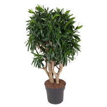 Dracaena