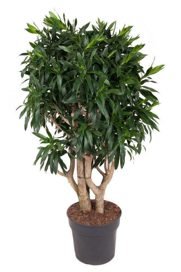 Dracaena Reflexa XL