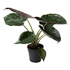 Alocasia Wentii M