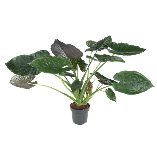 Alocasia Wentii L