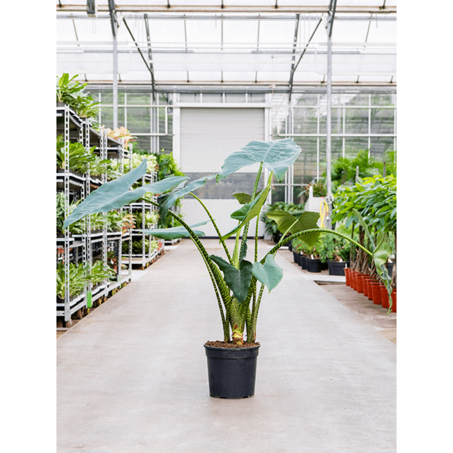 Alocasia Zebrina XL