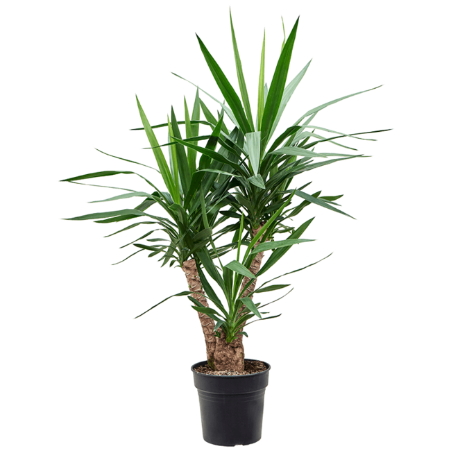 Palmlelie Yucca vertakt L