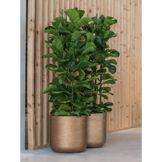 Ficus lyrata XXL