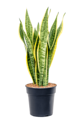Sansevieria Laurentii M