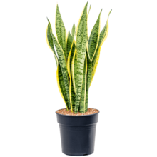 Sansevieria Laurentii M