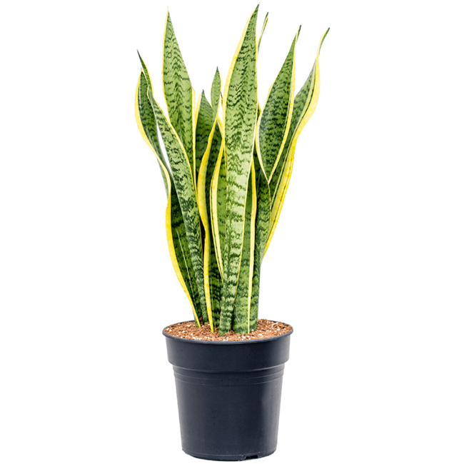 Sansevieria Laurentii M