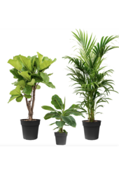 Plantenpakket Lyrata - Musa - Kentia