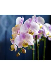 Orchidee Angles Eyes