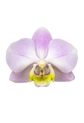 Orchidee Angles Eyes