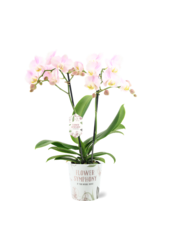 Orchidee Angles Eyes