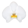 Orchidee Wit Tweetak