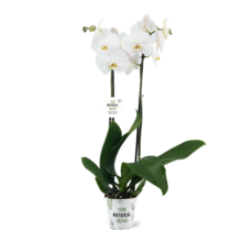 Phalaenopsis