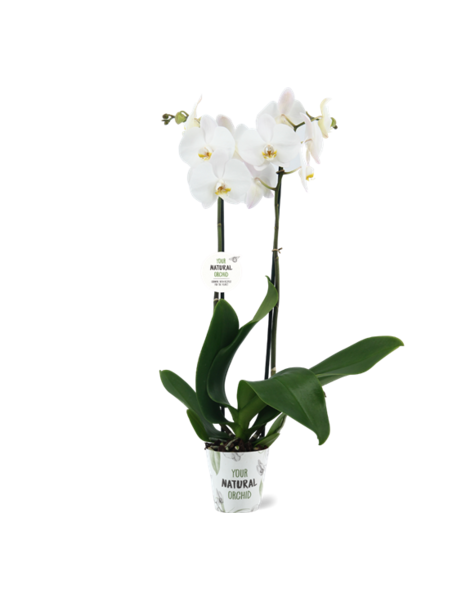 Phalaenopsis