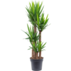 Palmlelie Yucca toef XXL