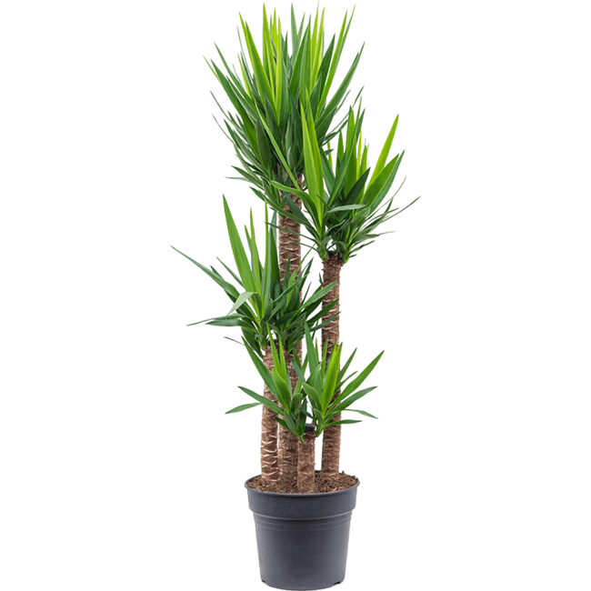 Palmlelie Yucca toef XXL