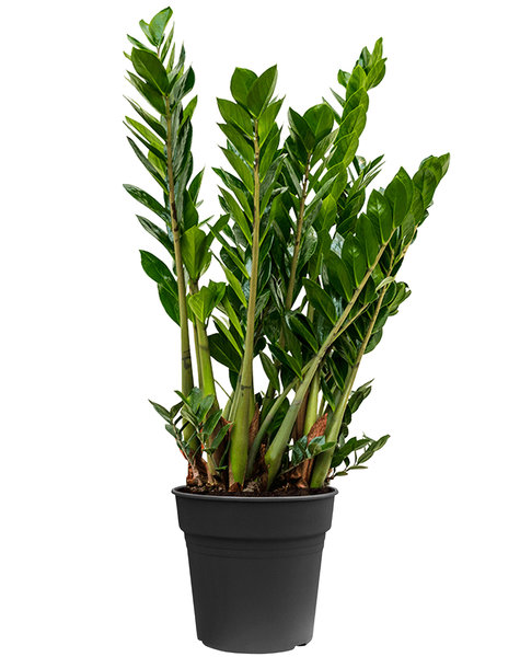 Zamioculcas