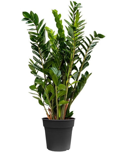 Zamioculcas