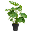 Monstera Gatenplant Bush M