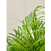 Goudpalm Areca S