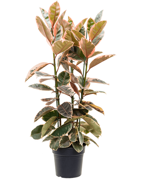 Ficus Elastica