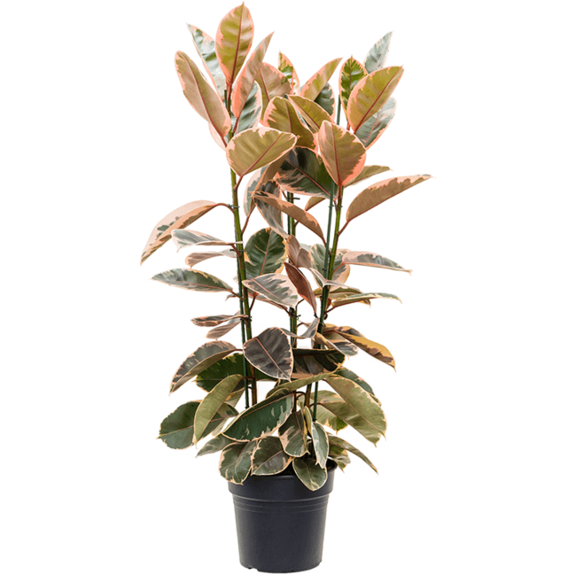 Ficus Elastica Belize