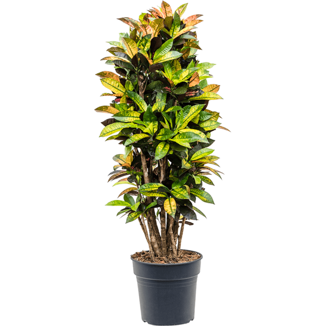 Croton Wonderstruik Iceton XXL