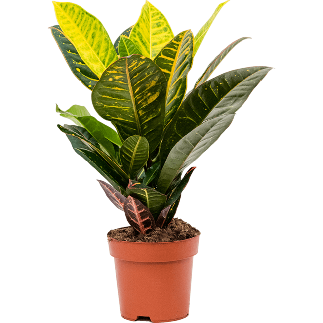 Croton Wonderstuik S