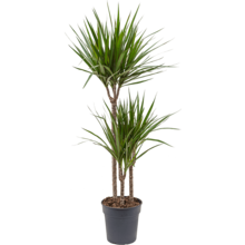 Dracaena Marginata Multi Tribe XXL