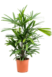 Rhapis Excelsa S