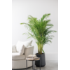 Goudpalm Areca L