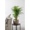 Goudpalm Areca S