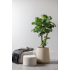 Ficus lyrata vertakt L