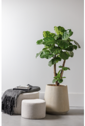 Ficus lyrata vertakt L