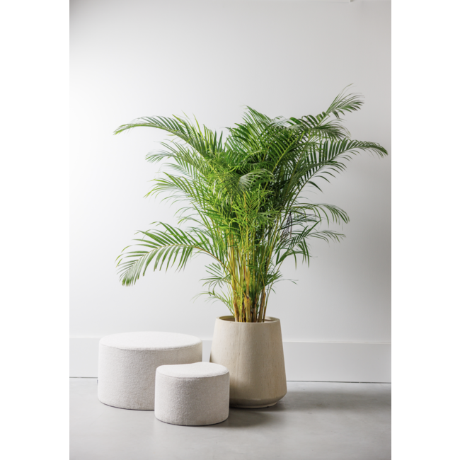 Goudpalm Areca XXL