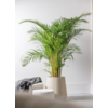 Goudpalm Areca XXL