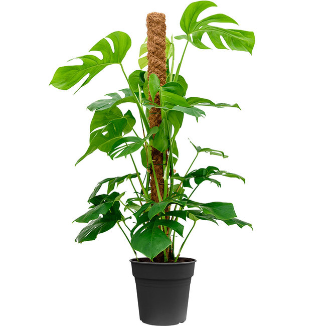 Monstera Gatenplant mosstok S