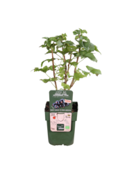 BIO Aalbes Ribes Little Black Sugar