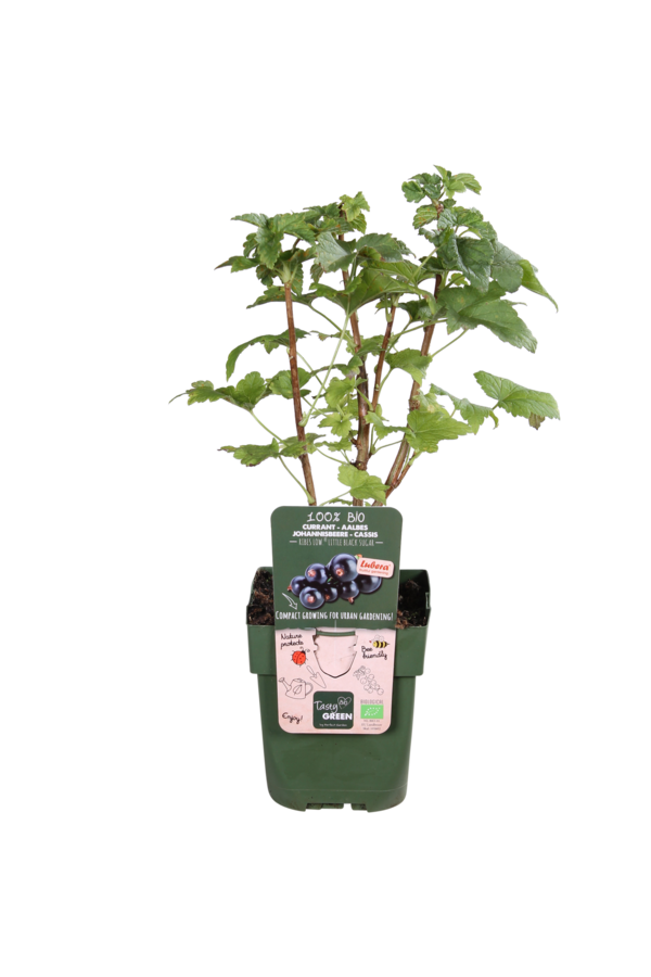 BIO Aalbes Ribes Little Black Sugar