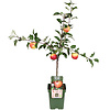 BIO Appelboom Malus Gala