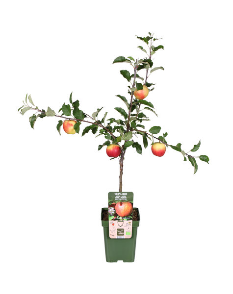 Appelboom Malus