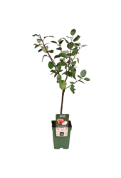 BIO Appelboom Malus Rode Boskoop