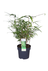 Bamboe Fargesia