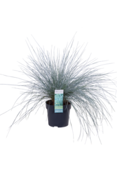 Blauw Schapengras Azura Blue®