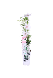 Doorbloeiende Bosrank Corinne™