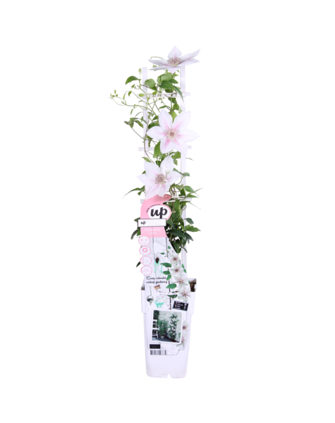 Doorbloeiende Bosrank