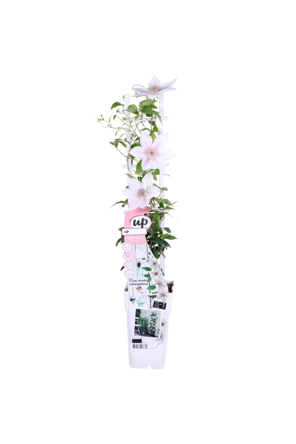 Doorbloeiende Bosrank Corinne™