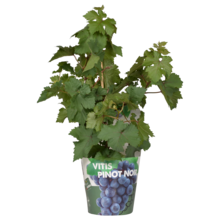 Vitus Druivenplant