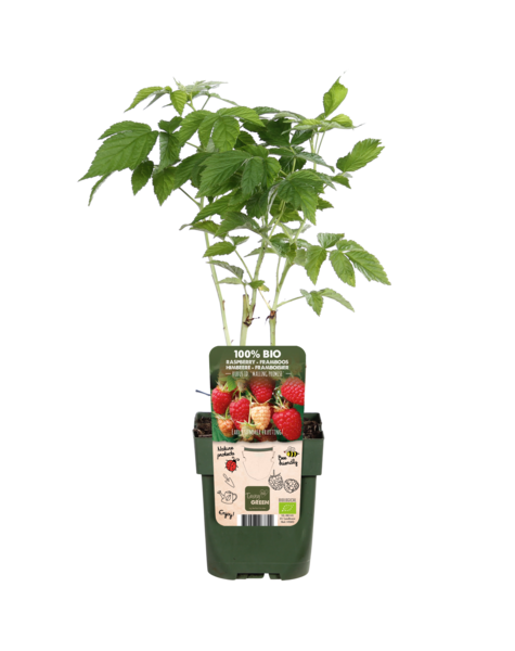 Framboos Plant
